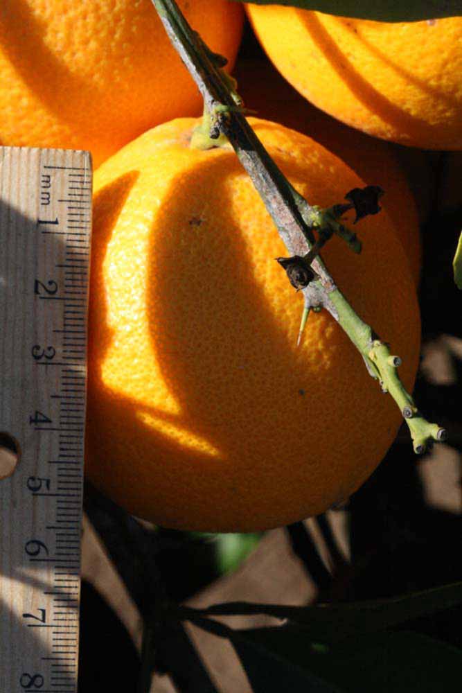            Fruit (Riverside, CA)   